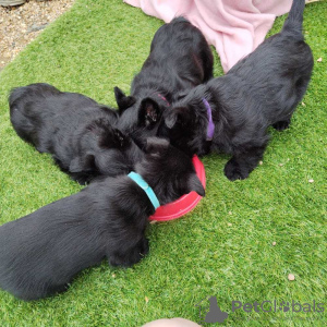 Photo №1. scottish terrier - for sale in the city of Аугсбург | 423$ | Announcement № 127281