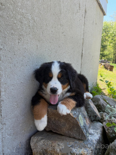 Photo №2 to announcement № 168566 for the sale of bernese mountain dog - buy in Germany breeder