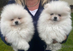 Photo №1. pomeranian - for sale in the city of Fiskebäck | 516$ | Announcement № 175812