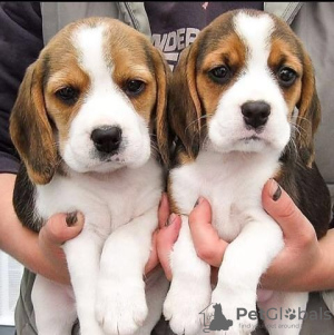 Photo №1. beagle - for sale in the city of Plovdiv | 423$ | Announcement № 94236