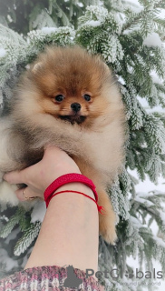 Photo №2 to announcement № 86008 for the sale of pomeranian - buy in Belarus breeder