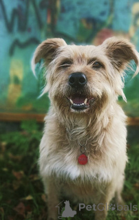 Photo №3. Wonderful Lisa is in good hands.. Russian Federation