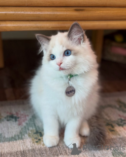 Photo №1. ragdoll - for sale in the city of Alta | negotiated | Announcement № 156260