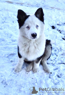 Photo №3. Yakut Laika puppy (3 months), thoroughbred, with pedigree, vaccinated.. Ukraine