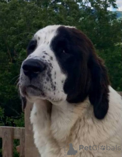 Photo №1. central asian shepherd dog - for sale in the city of Gornji Milanovac | negotiated | Announcement № 142286