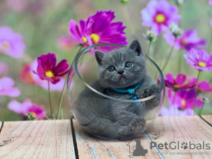 Photo №2 to announcement № 93376 for the sale of british shorthair - buy in United States private announcement