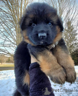 Photo №2 to announcement № 36963 for the sale of german shepherd - buy in United States breeder