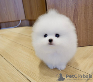 Photo №2 to announcement № 105083 for the sale of pomeranian - buy in United States private announcement