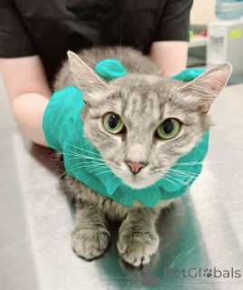 Photo №4. I will sell  in the city of Moscow river. private announcement - price - Is free