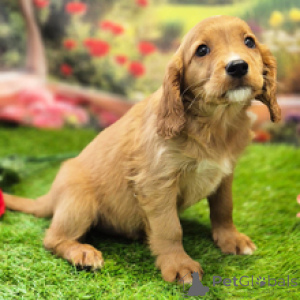 Photo №1. cavalier king charles spaniel - for sale in the city of Sydney | 600$ | Announcement № 168601