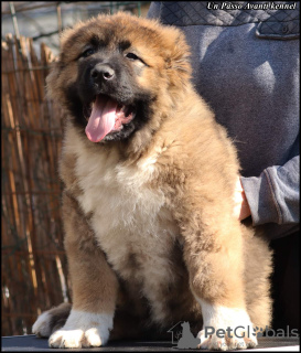 Photo №1. caucasian shepherd dog - for sale in the city of Belgrade | negotiated | Announcement № 37351