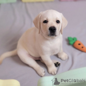 Photo №4. I will sell labrador retriever in the city of Гамбург. private announcement - price - 475$