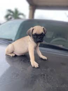Photo №2 to announcement № 136076 for the sale of pug - buy in Switzerland 