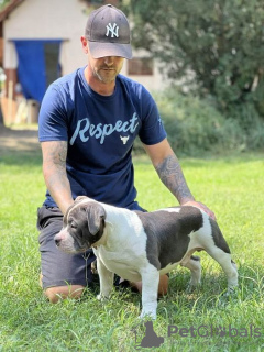 Additional photos: American bully with pocket on sale