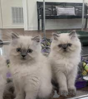 Photo №1. himalayan cat - for sale in the city of Espoo | 516$ | Announcement № 171576