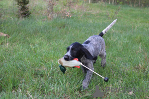 Additional photos: German Wirehaired Pointer