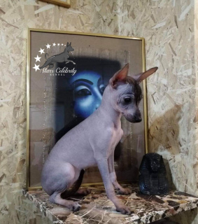 Photo №1. mexican hairless dog - for sale in the city of Kazan | 1257$ | Announcement № 3960