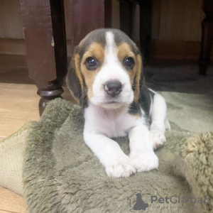 Photo №1. beagle - for sale in the city of London | negotiated | Announcement № 123500