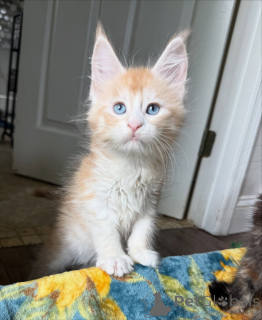 Photo №4. I will sell maine coon in the city of ATH. private announcement - price - 700$