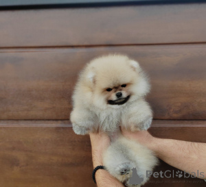 Photo №1. pomeranian - for sale in the city of Belgrade | negotiated | Announcement № 144382