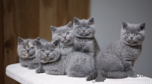 Photo №1. british shorthair - for sale in the city of Brussels | 258$ | Announcement № 154770