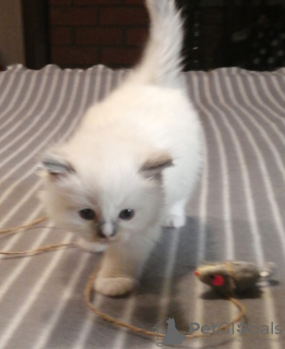 Photo №4. I will sell ragdoll in the city of Москва. from nursery, breeder - price - negotiated