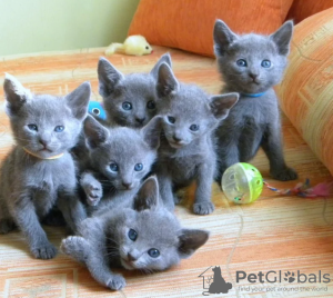 Photo №1. russian blue - for sale in the city of Uppsala | negotiated | Announcement № 97885
