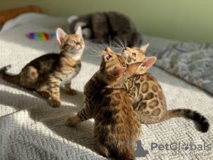 Photo №2 to announcement № 11419 for the sale of bengal cat - buy in Ukraine from nursery