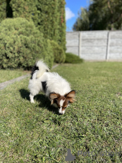 Photo №4. I will sell papillon dog in the city of Vilnius. private announcement - price - 832$