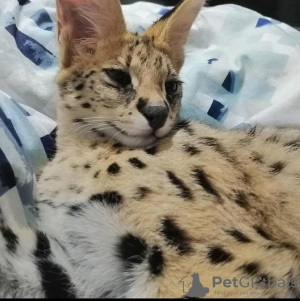 Photo №2 to announcement № 92864 for the sale of savannah cat - buy in Germany private announcement, from nursery, from the shelter, breeder