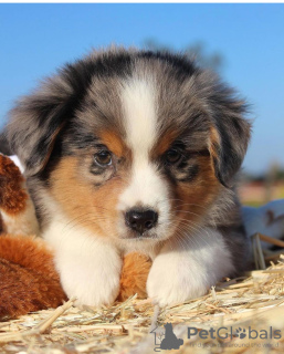 Photo №4. I will sell australian shepherd in the city of Prague. private announcement - price - negotiated