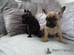 Photo №1. french bulldog - for sale in the city of Maastricht | 350$ | Announcement № 79573