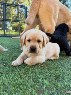 Photo №1. labrador retriever - for sale in the city of Wiltz | negotiated | Announcement № 178816