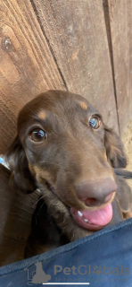 Photo №1. dachshund - for sale in the city of Fresno | 2000$ | Announcement № 24001