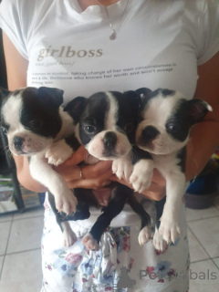 Photo №1. boston terrier - for sale in the city of Dendermond | negotiated | Announcement № 169353