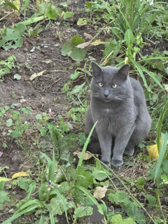 Photo №2 to announcement № 139262 for the sale of russian blue - buy in Belarus private announcement