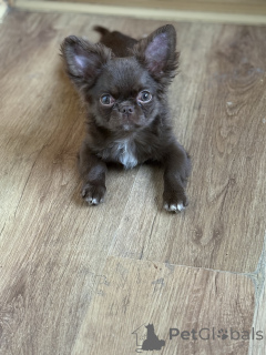 Photo №4. I will sell chihuahua in the city of Minsk. breeder - price - 619$