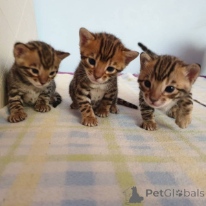 Photo №1. bengal cat - for sale in the city of Freiburg | 350$ | Announcement № 149570