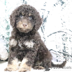 Photo №1. golden retriever - for sale in the city of City of London | negotiated | Announcement № 160903