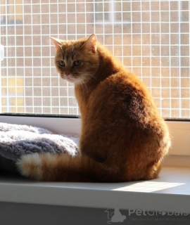 Photo №2 to announcement № 135433 for the sale of  - buy in Russian Federation 