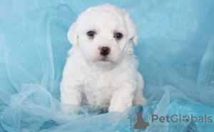 Photo №1. bichon frise - for sale in the city of Мёнхенгладбах | 581$ | Announcement № 127489