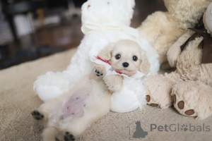 Photo №4. I will sell poodle (toy) in the city of Charlotte. breeder - price - negotiated