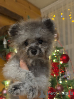 Photo №1. poodle (dwarf) - for sale in the city of Krasnodar | 2114$ | Announcement № 155084