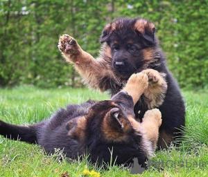 Photo №1.  - for sale in the city of Hervanta | negotiated | Announcement № 162116