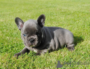 Photo №2 to announcement № 70899 for the sale of french bulldog - buy in Germany private announcement, breeder