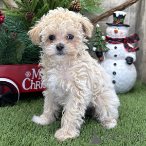 Photo №3. Poodle female 10 weeks old Ready to go home. United Kingdom
