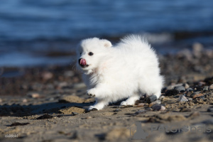 Photo №4. I will sell japanese spitz in the city of Tallinn. private announcement - price - 2080$