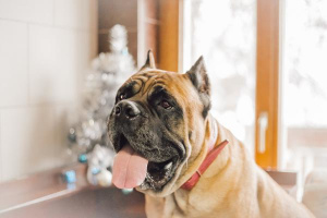 Photo №1. cane corso - for sale in the city of Moscow | Is free | Announcement № 1001