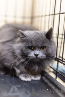 Photo №2 to announcement № 159244 for the sale of  - buy in Russian Federation from the shelter