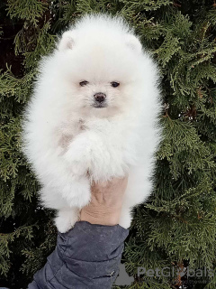 Photo №1. pomeranian - for sale in the city of Стамбул | 1500$ | Announcement № 9294